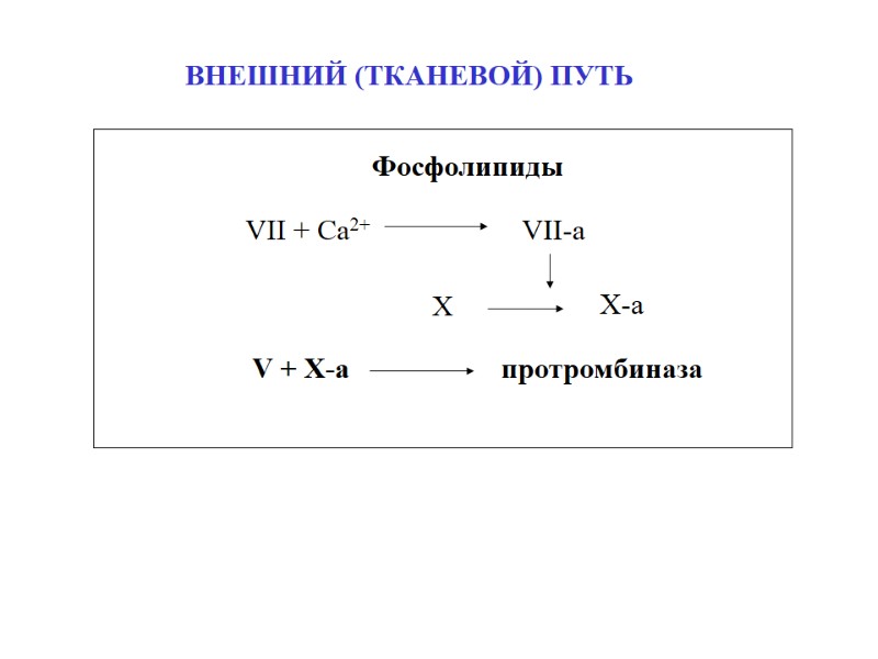 Фосфолипиды VII + Ca2+ VII-a X  X-a V + X-a  протромбиназа ВНЕШНИЙ